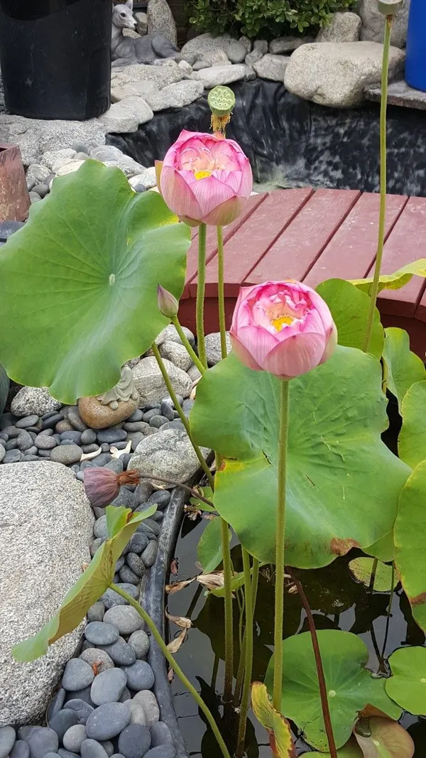 Pink_Peony_Lotus_Tubers_–_Exotic_Double_Bloom_Aquatic_Plant_(Pack_Of_1)