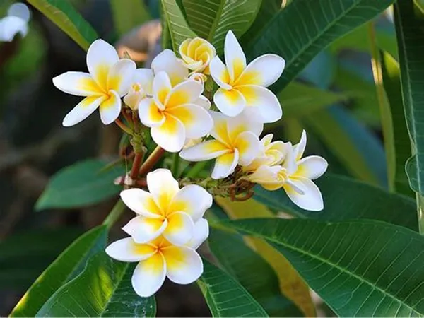 Plumeria_Flowering_Plant_&_Tree_For_Your_Sweet_Home_Garden,_Well_Watered_Kathgolap_Flower_Plant,_Pack_Of_1