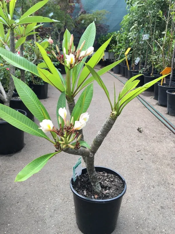 Plumeria_Flowering_Plant_&_Tree_For_Your_Sweet_Home_Garden,_Well_Watered_Kathgolap_Flower_Plant,_Pack_Of_1