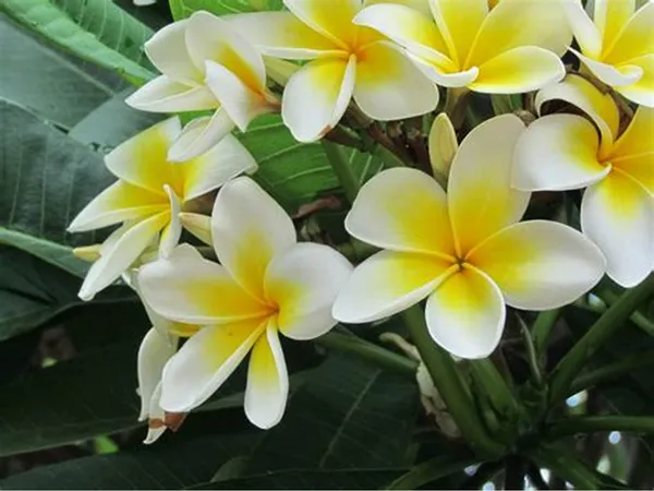 Plumeria_Flowering_Plant_&_Tree_For_Your_Sweet_Home_Garden,_Well_Watered_Kathgolap_Flower_Plant,_Pack_Of_1
