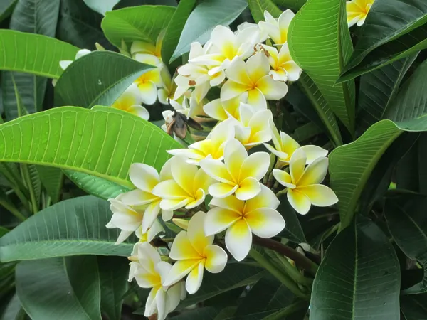 Plumeria_Flowering_Plant_&_Tree_For_Your_Sweet_Home_Garden,_Well_Watered_Kathgolap_Flower_Plant,_Pack_Of_1