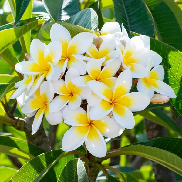 Plumeria_Flowering_Plant_&_Tree_For_Your_Sweet_Home_Garden,_Well_Watered_Kathgolap_Flower_Plant,_Pack_Of_1