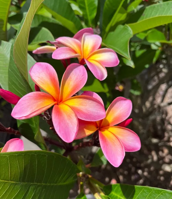 Plumeria_(Frangipani)_Flower_Plant_–_Fragrant_Tropical_Plant_for_Home_Garden,_Outdoor_Landscaping,_Easy_to_Grow