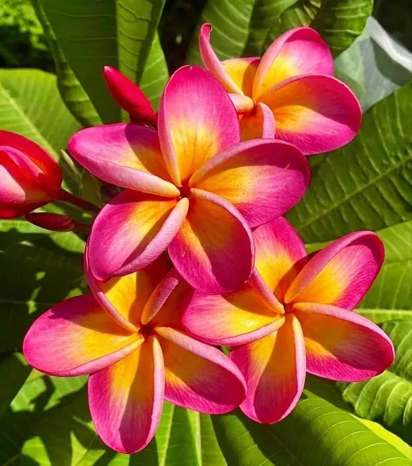 Plumeria_(Frangipani)_Flower_Plant_–_Fragrant_Tropical_Plant_for_Home_Garden,_Outdoor_Landscaping,_Easy_to_Grow
