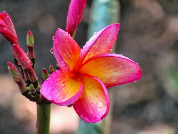 Plumeria_(Frangipani)_Flower_Plant_–_Fragrant_Tropical_Plant_for_Home_Garden,_Outdoor_Landscaping,_Easy_to_Grow