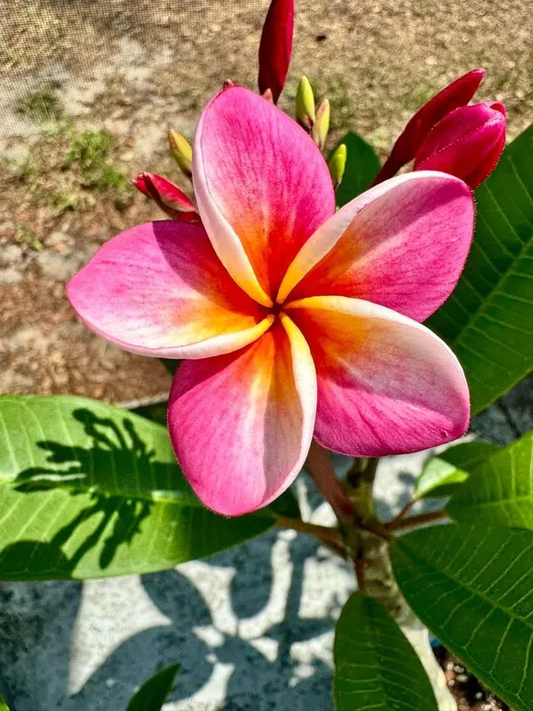 Plumeria_(Frangipani)_Flower_Plant_–_Fragrant_Tropical_Plant_for_Home_Garden,_Outdoor_Landscaping,_Easy_to_Grow