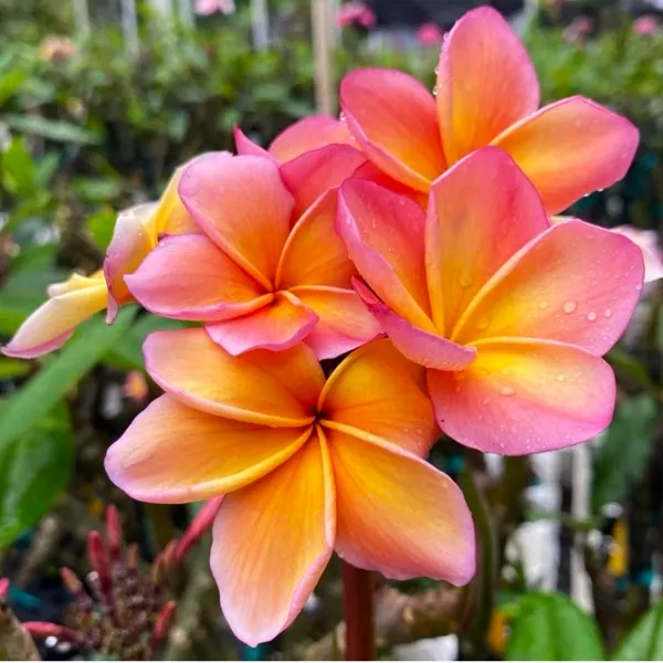 Plumeria_(Frangipani)_Flower_Plant_–_Fragrant_Tropical_Plant_for_Home_Garden,_Outdoor_Landscaping,_Easy_to_Grow