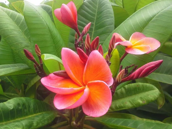 Plumeria_(Frangipani)_Flower_Plant_–_Fragrant_Tropical_Plant_for_Home_Garden,_Outdoor_Landscaping,_Easy_to_Grow