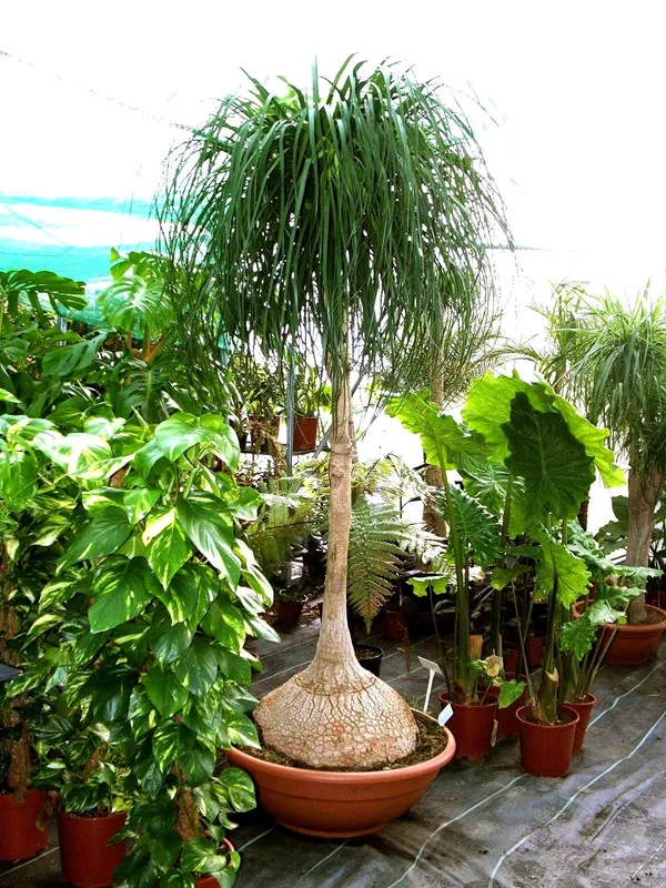 Ponytail_Palm_Indoor_Plant_(Air_Purifying)_For_Sweet_Home_Decor/Garden_Hybrid_Ponytail_Well_Watered_Plant_(Pack_Of_1)
