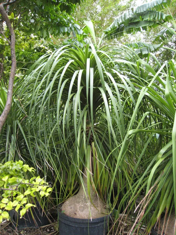 Ponytail_Palm_Indoor_Plant_(Air_Purifying)_For_Sweet_Home_Decor/Garden_Hybrid_Ponytail_Well_Watered_Plant_(Pack_Of_1)