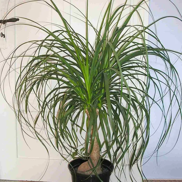Ponytail_Palm_Indoor_Plant_(Air_Purifying)_For_Sweet_Home_Decor/Garden_Hybrid_Ponytail_Well_Watered_Plant_(Pack_Of_1)