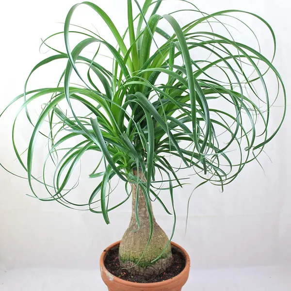 Ponytail_Palm_Indoor_Plant_(Air_Purifying)_For_Sweet_Home_Decor/Garden_Hybrid_Ponytail_Well_Watered_Plant_(Pack_Of_1)