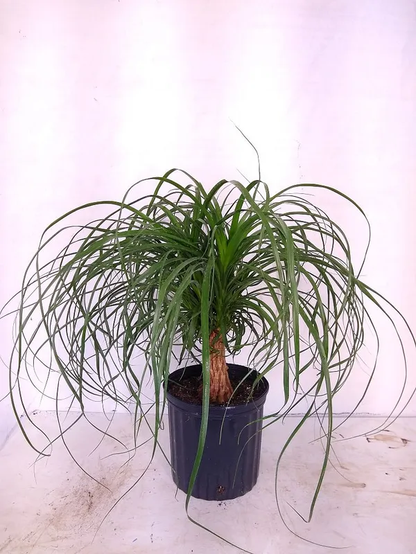 Ponytail_Palm_Indoor_Plant_(Air_Purifying)_For_Sweet_Home_Decor/Garden_Hybrid_Ponytail_Well_Watered_Plant_(Pack_Of_1)