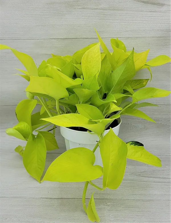Pothos__Low-Maintenance_House_Plant_With_A_Vibrant_Color_For_Enhance_Your_Home/Office/Garden_Beauty(Air_Purifying,__Pack_Of_1)