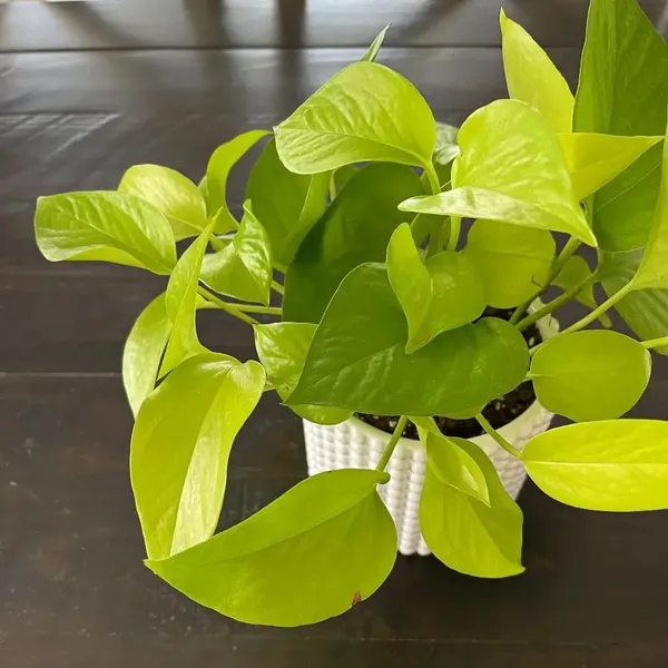 Pothos__Low-Maintenance_House_Plant_With_A_Vibrant_Color_For_Enhance_Your_Home/Office/Garden_Beauty(Air_Purifying,__Pack_Of_1)
