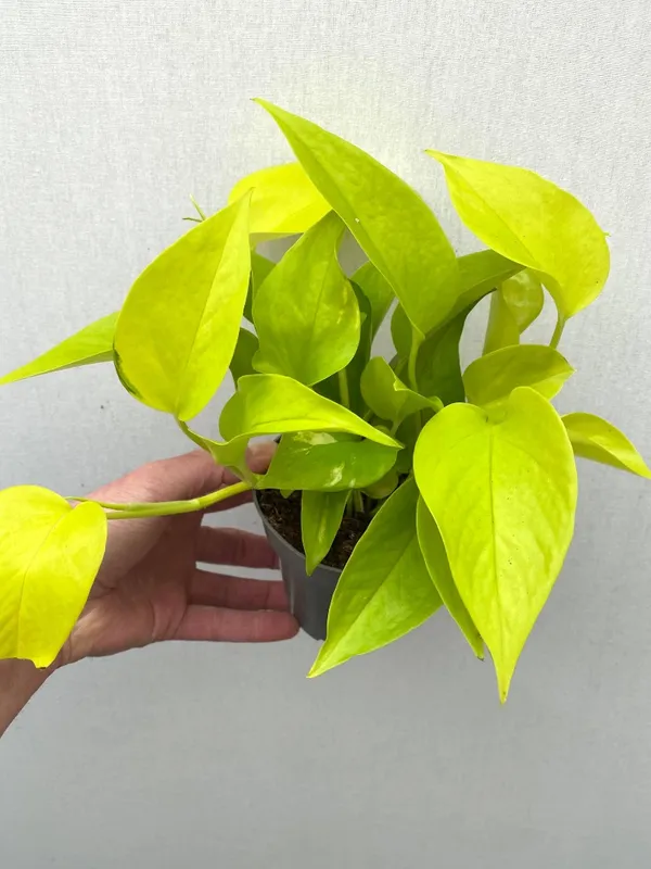 Pothos__Low-Maintenance_House_Plant_With_A_Vibrant_Color_For_Enhance_Your_Home/Office/Garden_Beauty(Air_Purifying,__Pack_Of_1)