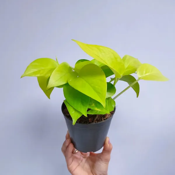 Pothos__Low-Maintenance_House_Plant_With_A_Vibrant_Color_For_Enhance_Your_Home/Office/Garden_Beauty(Air_Purifying,__Pack_Of_1)