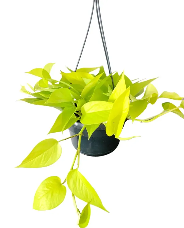 Pothos__Low-Maintenance_House_Plant_With_A_Vibrant_Color_For_Enhance_Your_Home/Office/Garden_Beauty(Air_Purifying,__Pack_Of_1)