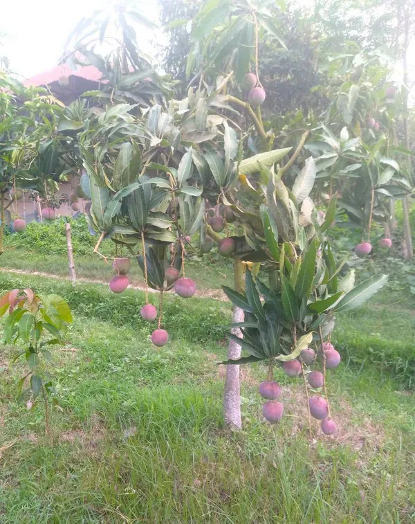 Premium_Arunika_(Red_Blush)_Mango_Plant_(Grafted)_-_Dwarf_Variety_for_Pots_&_Terrace_Gardens