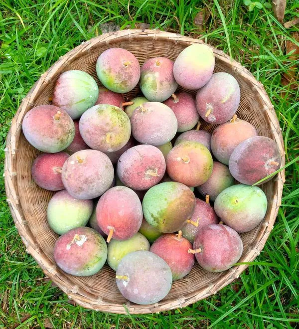 Premium_Arunika_(Red_Blush)_Mango_Plant_(Grafted)_-_Dwarf_Variety_for_Pots_&_Terrace_Gardens