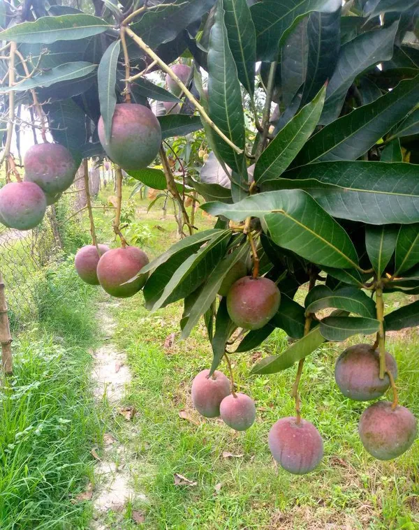 Premium_Arunika_(Red_Blush)_Mango_Plant_(Grafted)_-_Dwarf_Variety_for_Pots_&_Terrace_Gardens