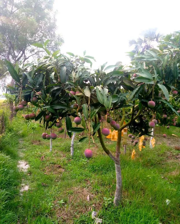 Premium_Arunika_(Red_Blush)_Mango_Plant_(Grafted)_-_Dwarf_Variety_for_Pots_&_Terrace_Gardens
