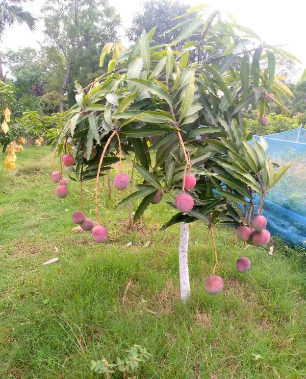 Premium_Arunika_(Red_Blush)_Mango_Plant_(Grafted)_-_Dwarf_Variety_for_Pots_&_Terrace_Gardens