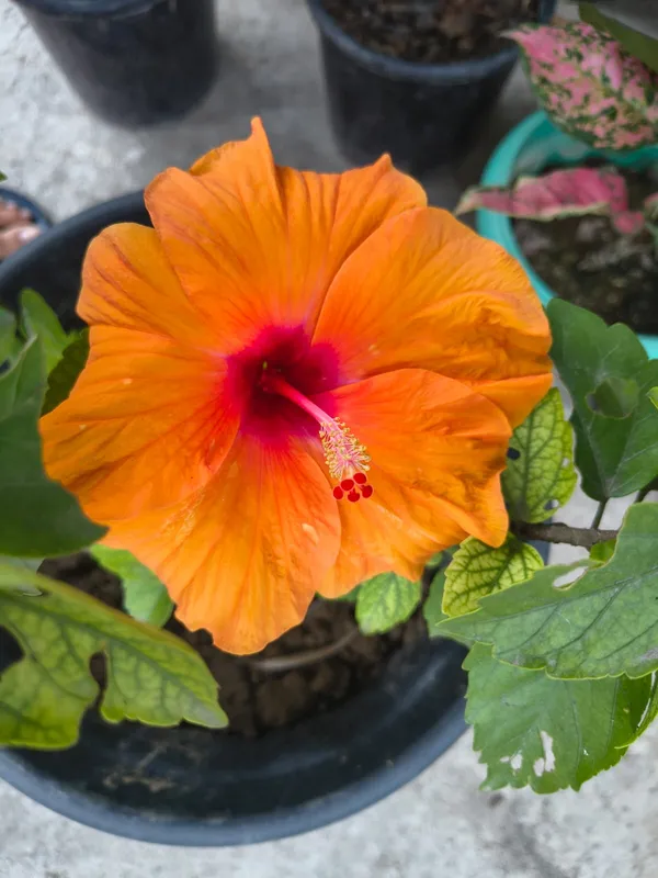 Premium_Big_Orange_Hibiscus/Gudhal_Flower_Plant_–_Easy-to-Grow,_Perfect_for_Balcony_&_Garden_(Pack_Of_1)