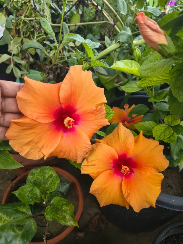 Premium_Big_Orange_Hibiscus/Gudhal_Flower_Plant_–_Easy-to-Grow,_Perfect_for_Balcony_&_Garden_(Pack_Of_1)