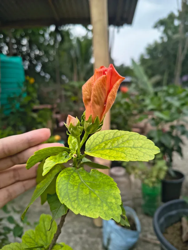 Premium_Big_Orange_Hibiscus/Gudhal_Flower_Plant_–_Easy-to-Grow,_Perfect_for_Balcony_&_Garden_(Pack_Of_1)