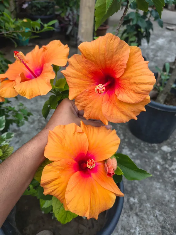 Premium_Big_Orange_Hibiscus/Gudhal_Flower_Plant_–_Easy-to-Grow,_Perfect_for_Balcony_&_Garden_(Pack_Of_1)