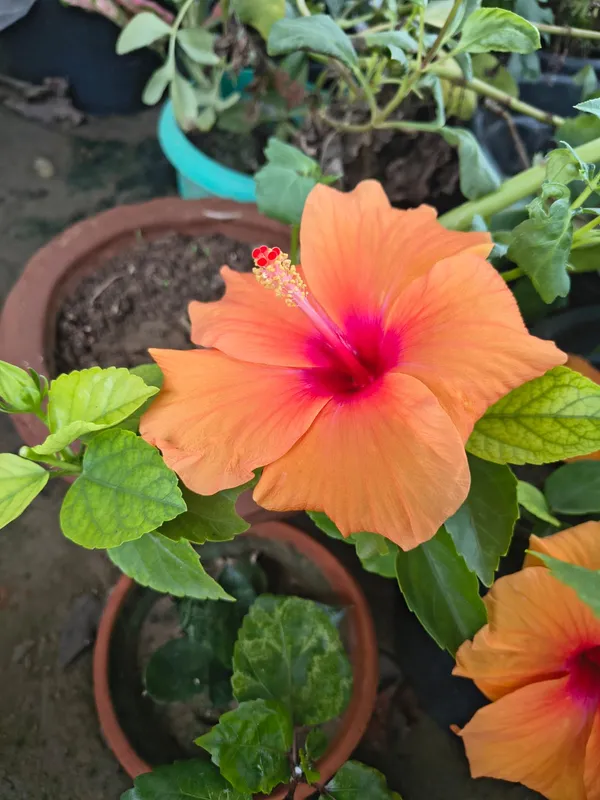 Premium_Big_Orange_Hibiscus/Gudhal_Flower_Plant_–_Easy-to-Grow,_Perfect_for_Balcony_&_Garden_(Pack_Of_1)