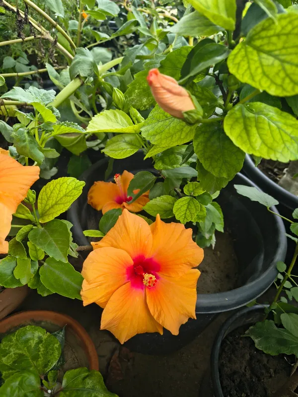 Premium_Big_Orange_Hibiscus/Gudhal_Flower_Plant_–_Easy-to-Grow,_Perfect_for_Balcony_&_Garden_(Pack_Of_1)