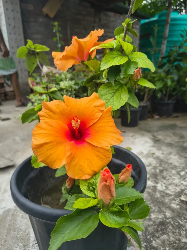 Premium_Big_Orange_Hibiscus/Gudhal_Flower_Plant_–_Easy-to-Grow,_Perfect_for_Balcony_&_Garden_(Pack_Of_1)