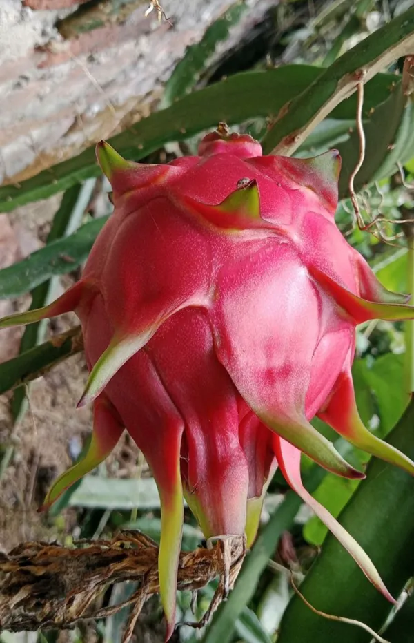 Premium_Dragon_Fruit_Plant_|_High_Yield_Variety_Dark_Red_Dragon_Fruit_Plant_for_Home_Garden,_Pack_Of_1