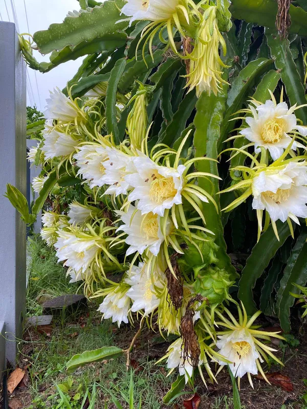 Premium_Dragon_Fruit_Plant_|_High_Yield_Variety_Dark_Red_Dragon_Fruit_Plant_for_Home_Garden,_Pack_Of_1