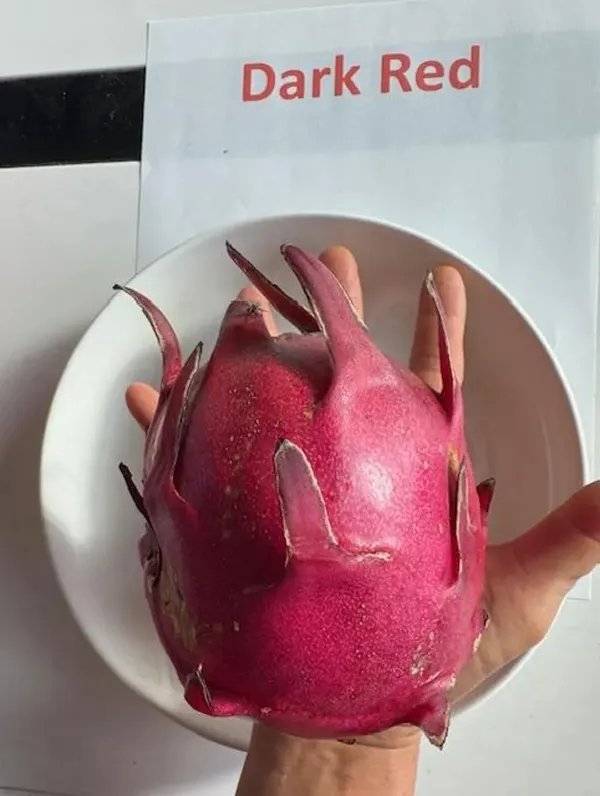Premium_Dragon_Fruit_Plant_|_High_Yield_Variety_Dark_Red_Dragon_Fruit_Plant_for_Home_Garden,_Pack_Of_1