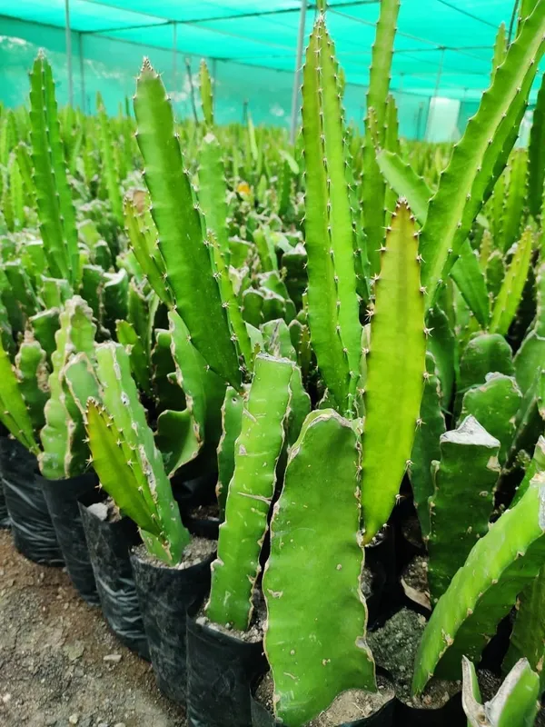 Premium_Dragon_Fruit_Plant_|_High_Yield_Variety_Dark_Red_Dragon_Fruit_Plant_for_Home_Garden,_Pack_Of_1