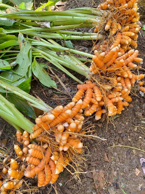 Premium_Kacchi_Haldi/Turmeric_Plant_For_Home_Garden_&_Pots_(Pack_Of_1)