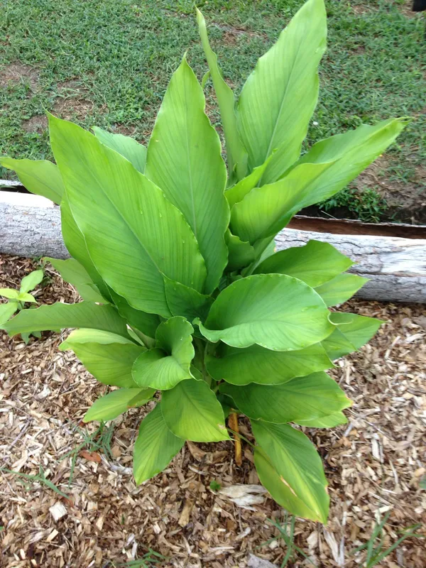 Premium_Kacchi_Haldi/Turmeric_Plant_For_Home_Garden_&_Pots_(Pack_Of_1)