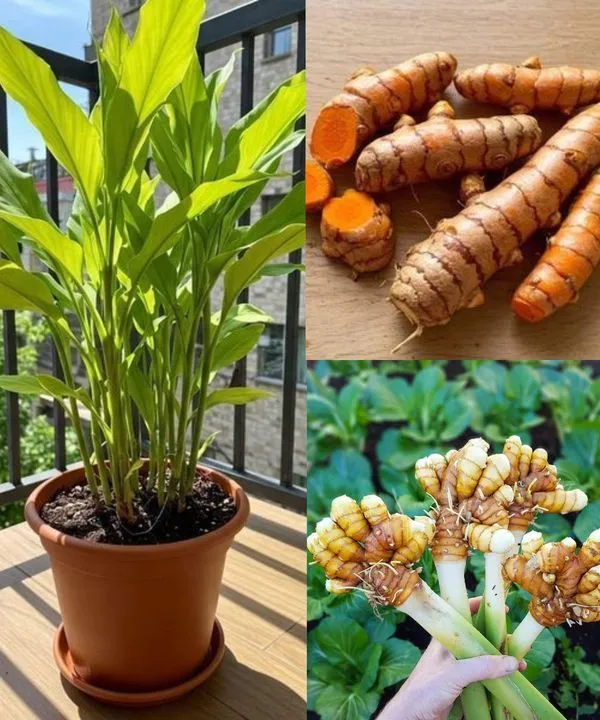 Premium_Kacchi_Haldi/Turmeric_Plant_For_Home_Garden_&_Pots_(Pack_Of_1)