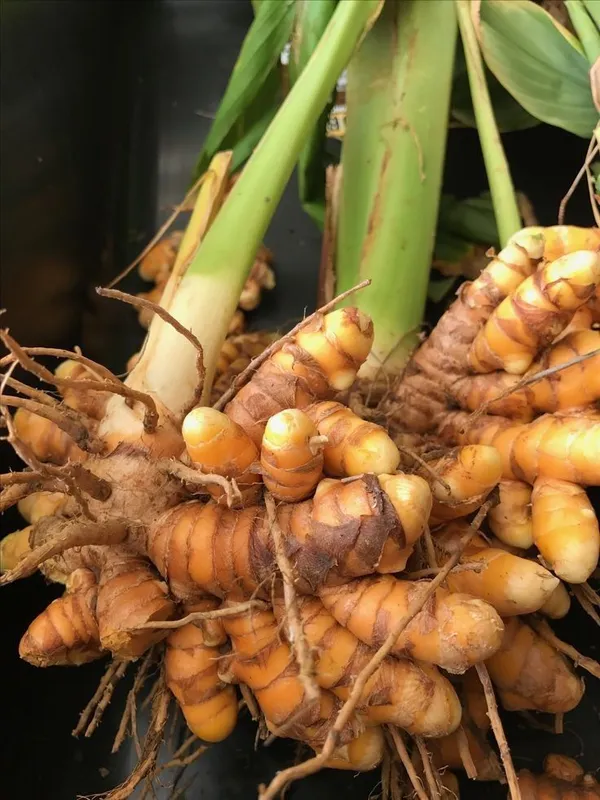 Premium_Kacchi_Haldi/Turmeric_Plant_For_Home_Garden_&_Pots_(Pack_Of_1)