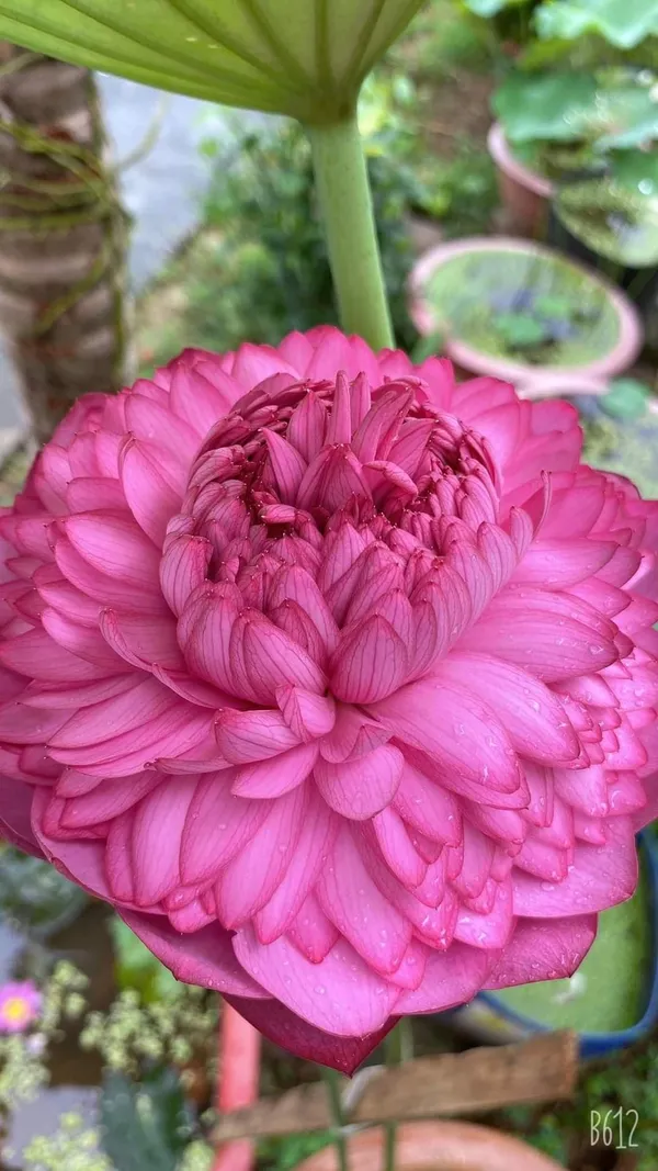 Premium_Pink_Double_Petal_Lotus_Tubers_–_Aquatic_Flower_Plant_for_Ponds_&_Water_Gardens_(Pack_Of_1)