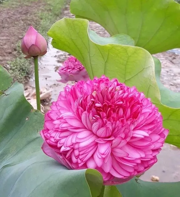 Premium_Pink_Double_Petal_Lotus_Tubers_–_Aquatic_Flower_Plant_for_Ponds_&_Water_Gardens_(Pack_Of_1)