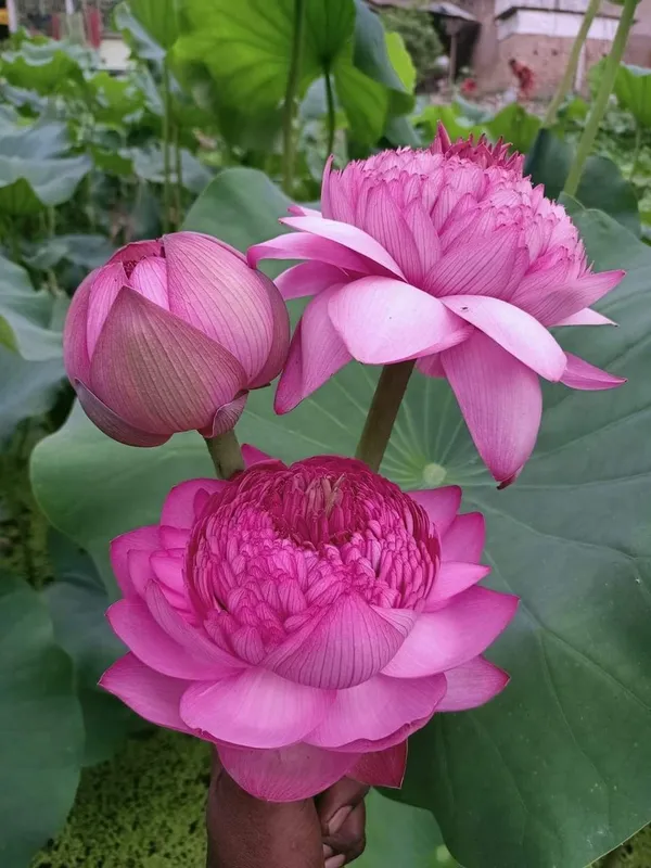 Premium_Pink_Double_Petal_Lotus_Tubers_–_Aquatic_Flower_Plant_for_Ponds_&_Water_Gardens_(Pack_Of_1)