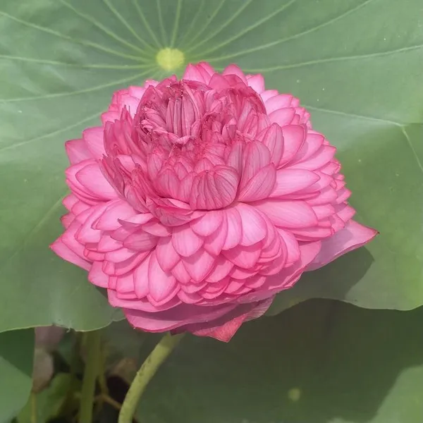 Premium_Pink_Double_Petal_Lotus_Tubers_–_Aquatic_Flower_Plant_for_Ponds_&_Water_Gardens_(Pack_Of_1)
