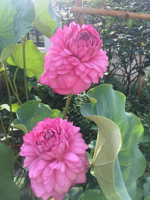 Premium_Pink_Double_Petal_Lotus_Tubers_–_Aquatic_Flower_Plant_for_Ponds_&_Water_Gardens_(Pack_Of_1)
