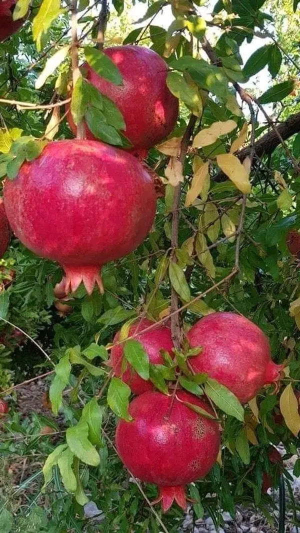 Premium_Pomegranate_Plant_–_Organic,_Hardy_Fruit_Tree_Starter_|_High-Yield_Variety_|_Perfect_for_Garden_&_Backyard_Growing