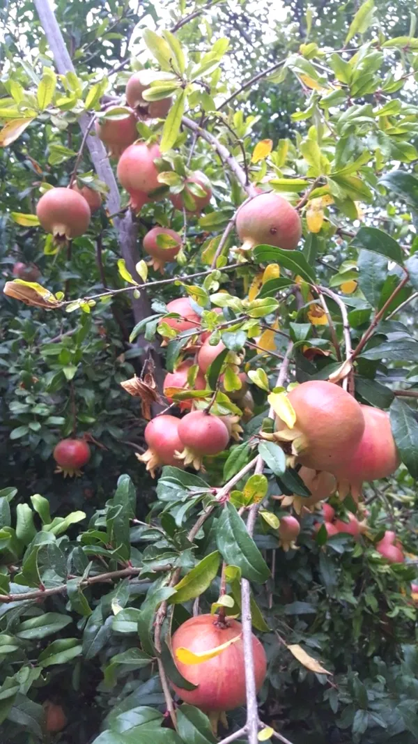 Premium_Pomegranate_Plant_–_Organic,_Hardy_Fruit_Tree_Starter_|_High-Yield_Variety_|_Perfect_for_Garden_&_Backyard_Growing