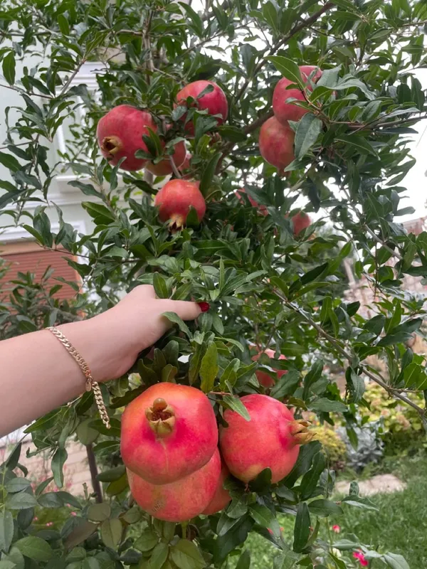 Premium_Pomegranate_Plant_–_Organic,_Hardy_Fruit_Tree_Starter_|_High-Yield_Variety_|_Perfect_for_Garden_&_Backyard_Growing